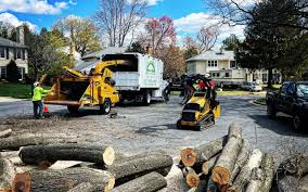 How Our Tree Care Process Works  in  Tryon, NC