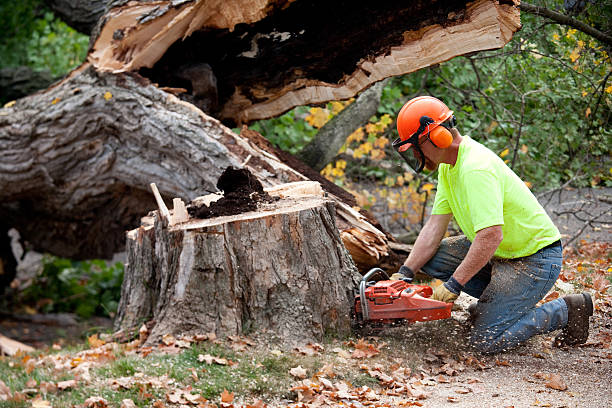 Leaf Removal Services in Tryon, NC