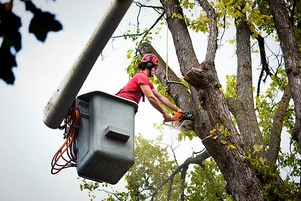 Trusted Tryon, NC  Tree Services Experts